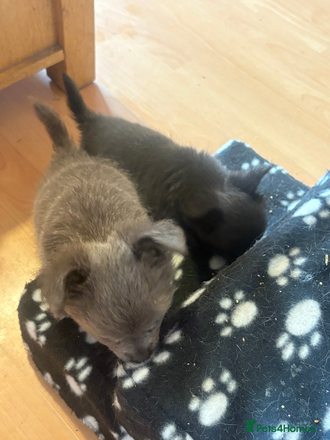 Chihuahua dogs for sale: Kc beautiful chihuahua boys  - Image 4