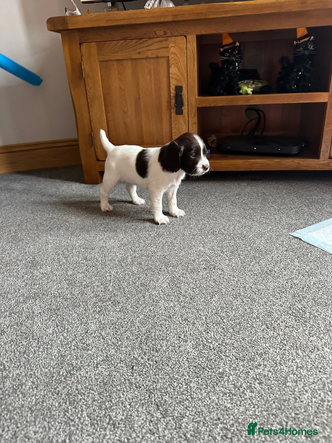 English Springer Spaniel dogs for sale: Gorgeous working English Springer Spaniel Puppies - Advert 16