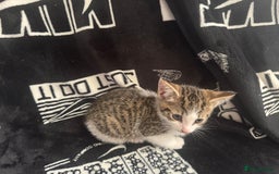 Mixed Breed cats for sale: Tabby/calico  - Image 10