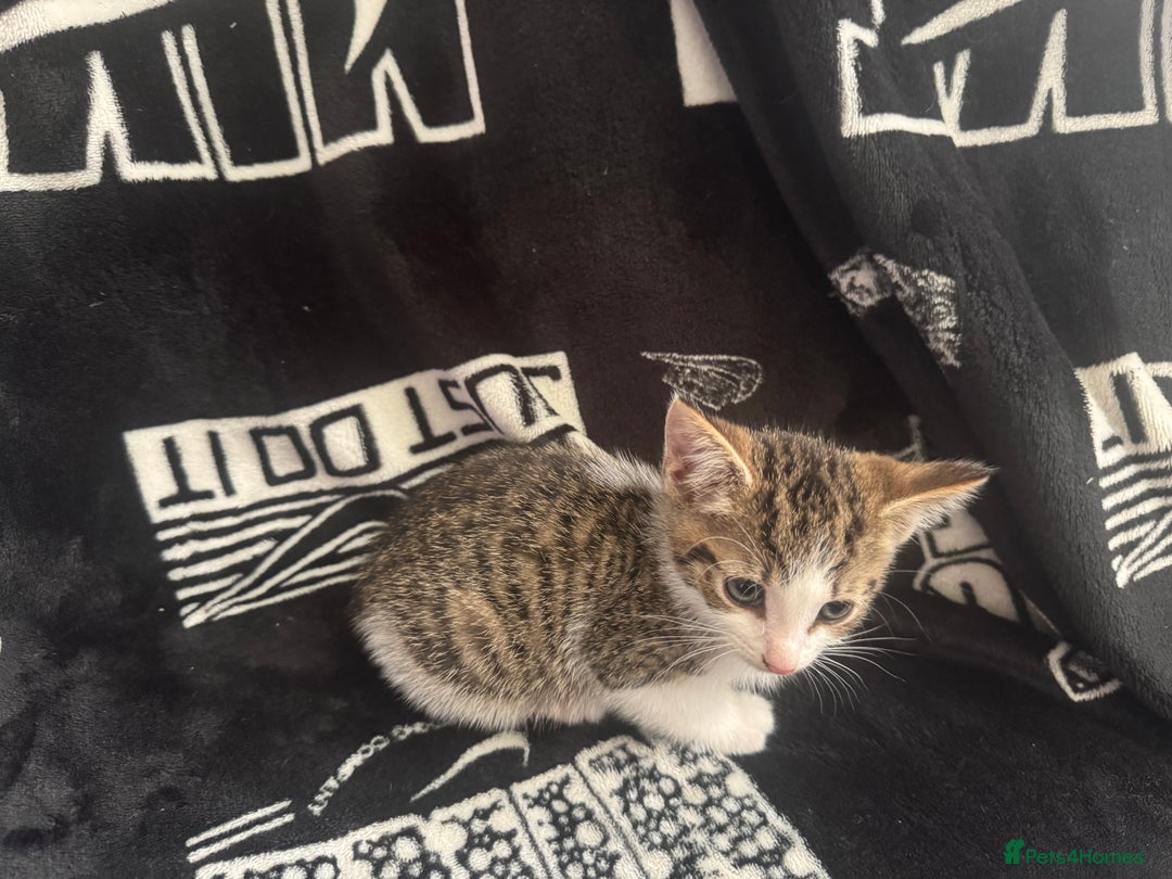 Mixed Breed cats for sale: Tabby/calico  - Image 10