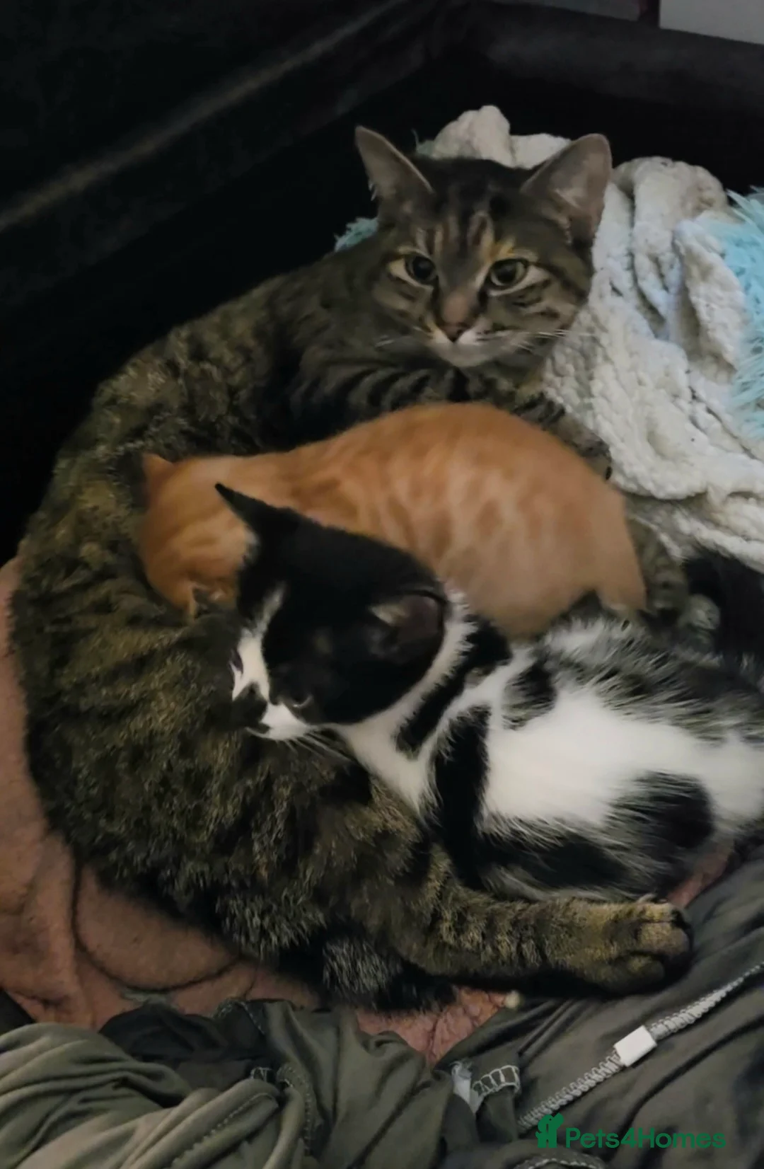 Mixed Breed cats for sale: Tabby in Manchester - Advert 4