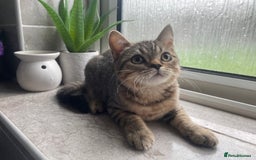 British Shorthair cats for sale: STUNNING British Shorthair Kittens Silver Tabbies - Image 13