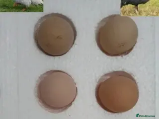 Guinea Fowl poultry 12 x guinea fowl hatching eggs, Royalmail 24 hours - Advert 8