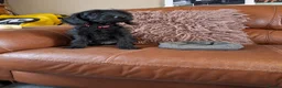 Labradoodle dogs for sale: 🌟Stunning Miniature Labradoodle Pups🌟 - Advert 3