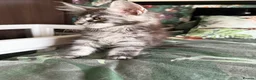 Maine Coon cats for sale: European Maine coon kittens - Advert 3