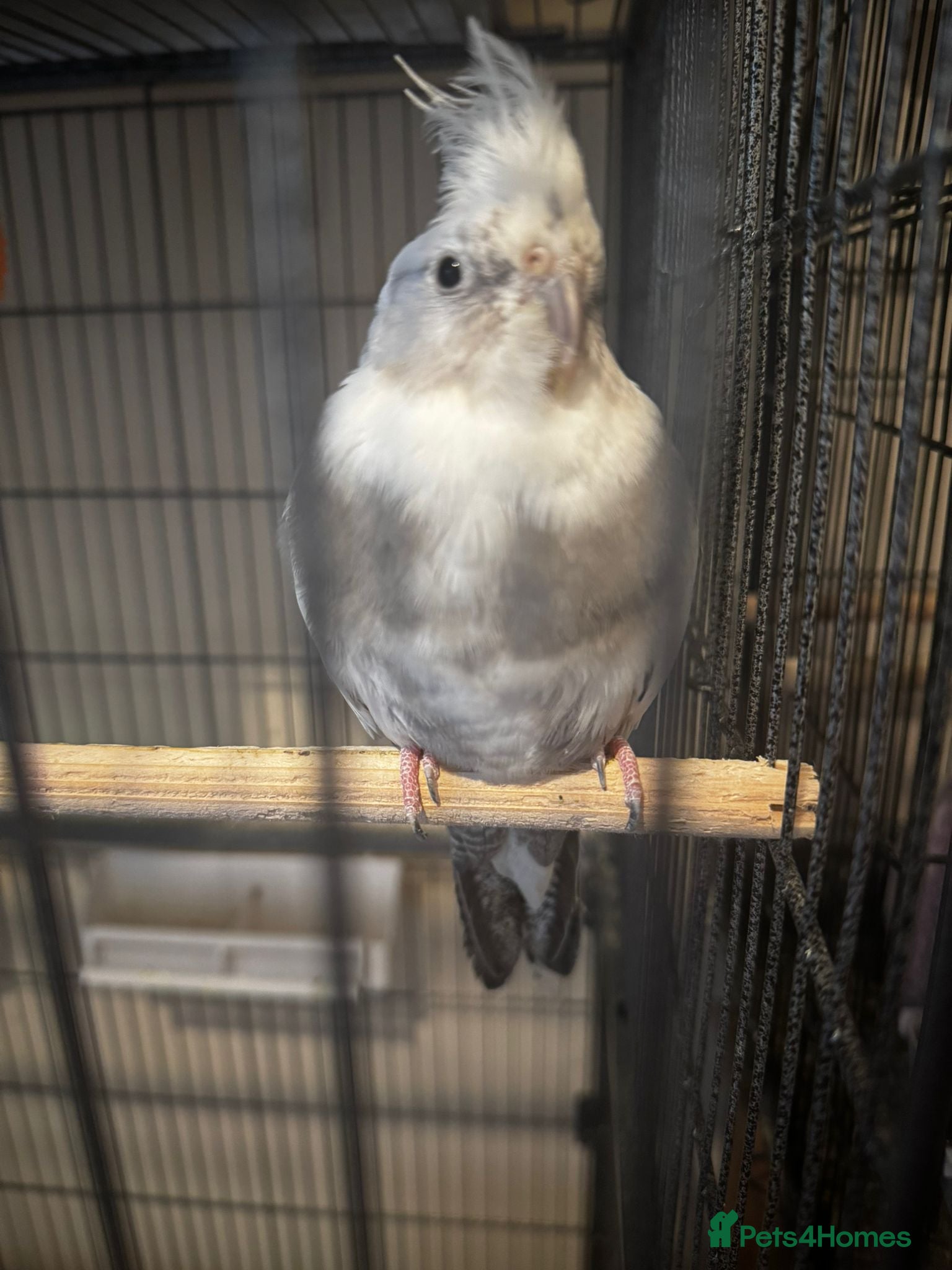 Cockatiels birds two cockatiels male and female bonded - Advert 17