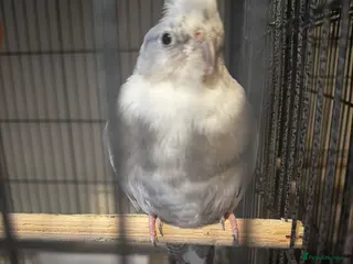 Cockatiels birds two cockatiels male and female bonded - Advert 17