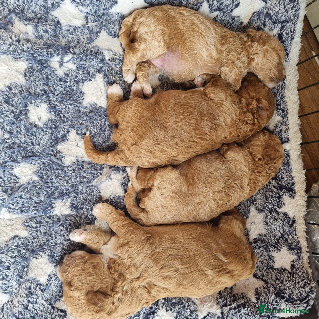 Maltipoo dogs for sale: Adorable Miniature Maltipoo Pups for sale - Image 11