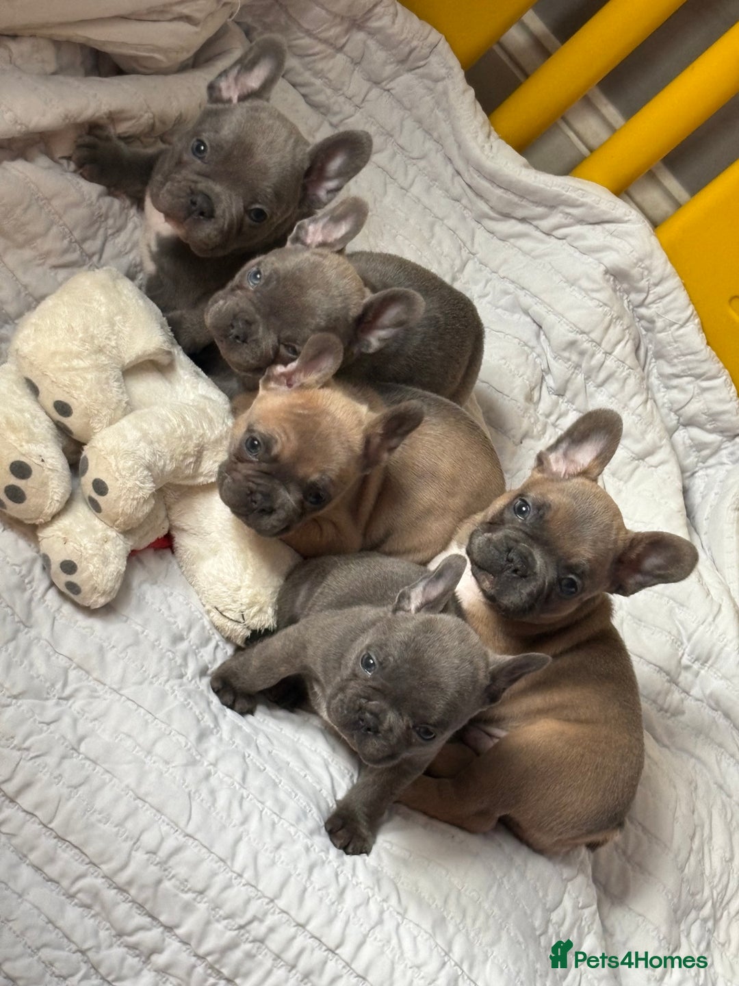French Bulldog dogs for sale: Gorgeous French bulldog boy.  - Advert 3