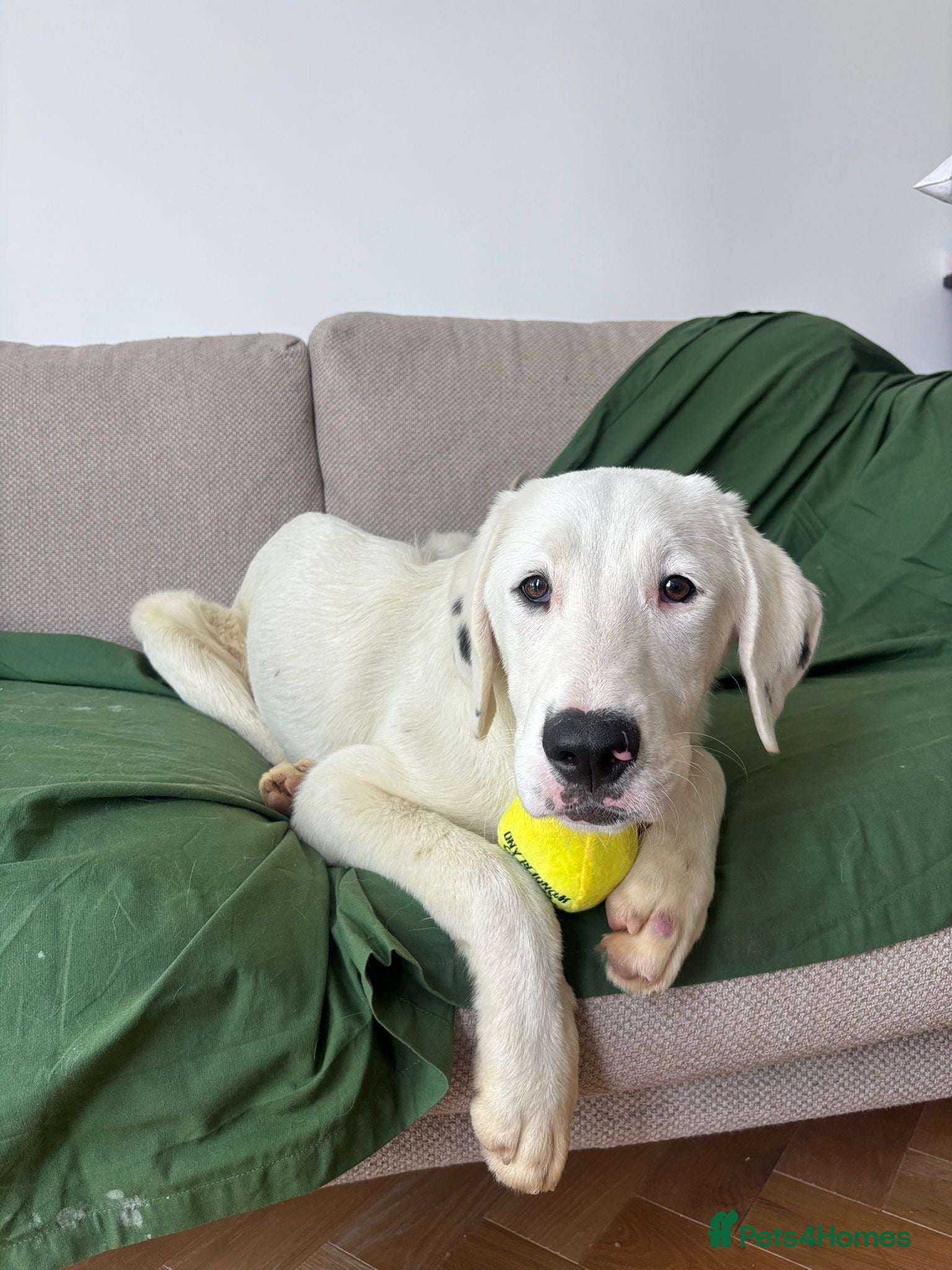 Mixed Breed dogs Casper – Dalmatian Mix Rescue Boy Needs Home - Advert 7