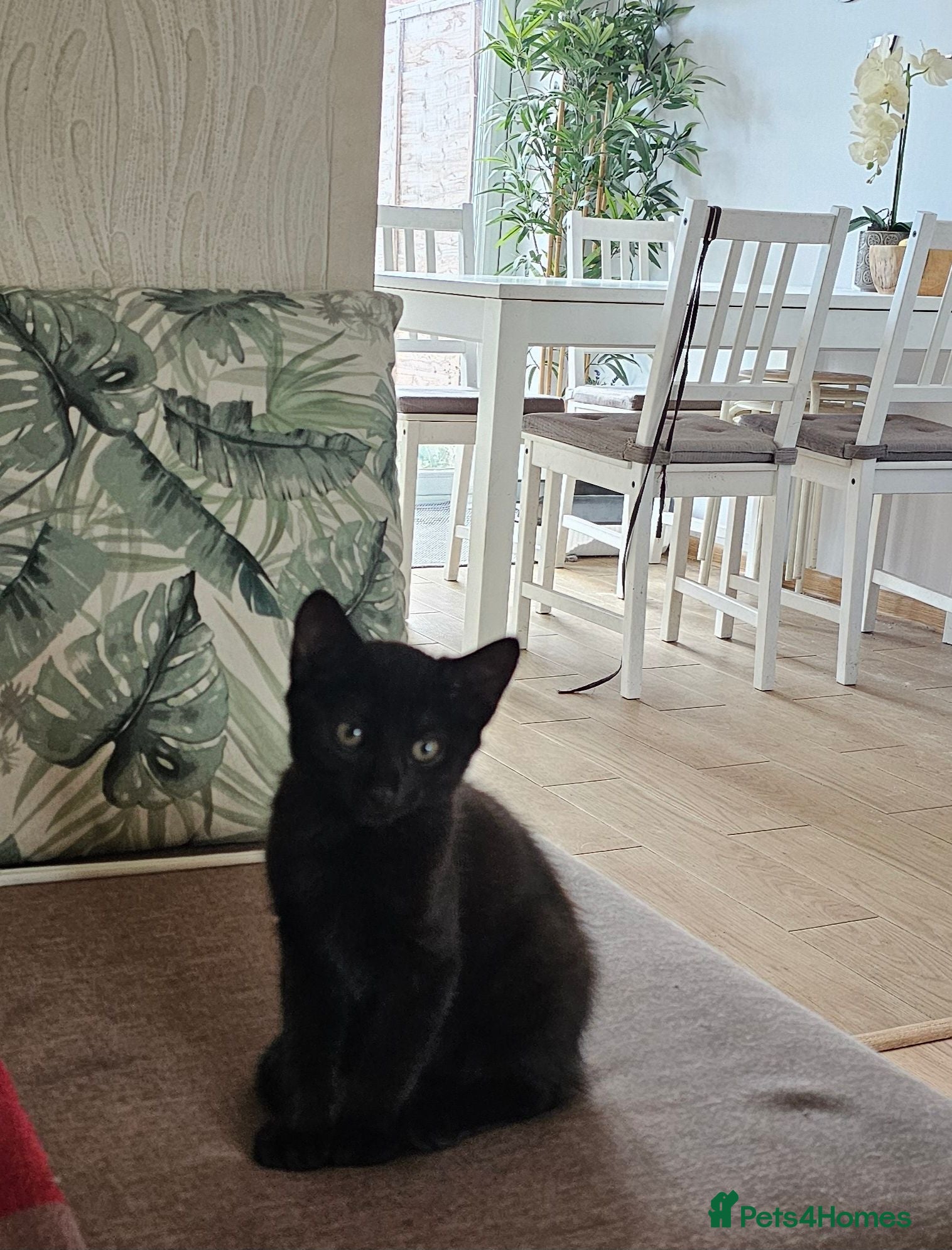 Mixed Breed cats Black Pearl- The last little kitten of five. - Advert 1