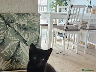 Mixed Breed cats Black Pearl- The last little kitten of five. - Advert 1