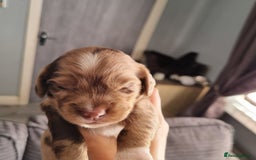 Mixed Breed dogs for sale: Cocker spaniel, dachshund mix  - Image 1