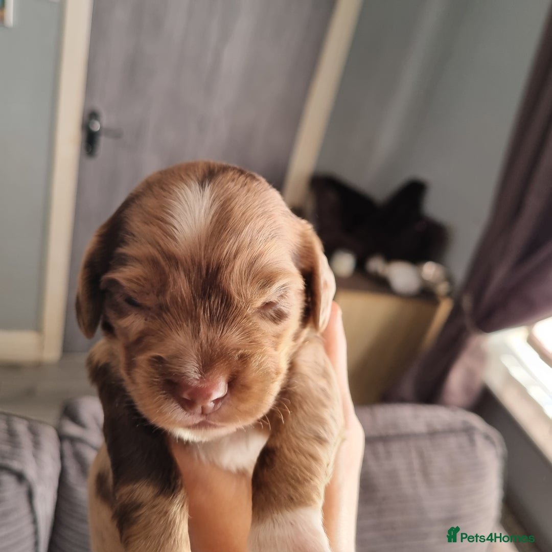 Mixed Breed dogs for sale: Cocker spaniel, dachshund mix  - Image 1