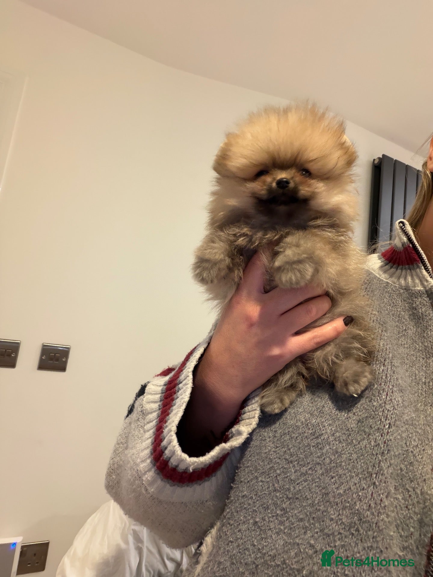Pomeranian dogs for sale: Micro size teddy  face  - Advert 2