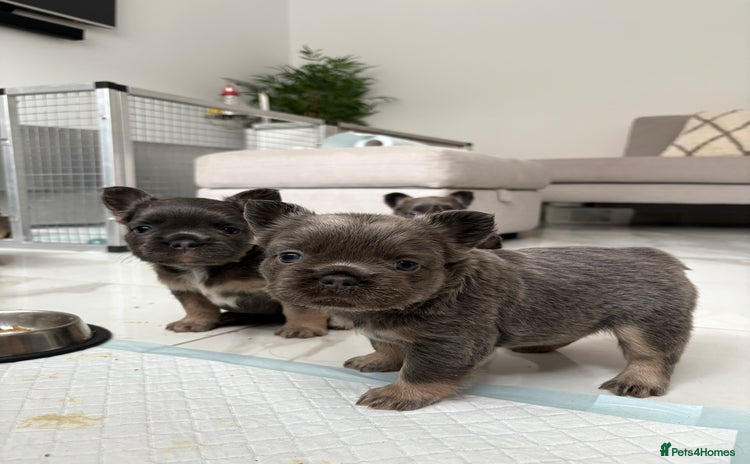 French Bulldog dogs - Advert 2
