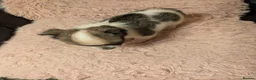 Chihuahua dogs for sale: Lovely tiny chihuahua puppies for sale  - Advert 21