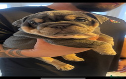 English Bulldog dogs for sale: 10 Top quality English bulldog puppies for sale  - Image 11