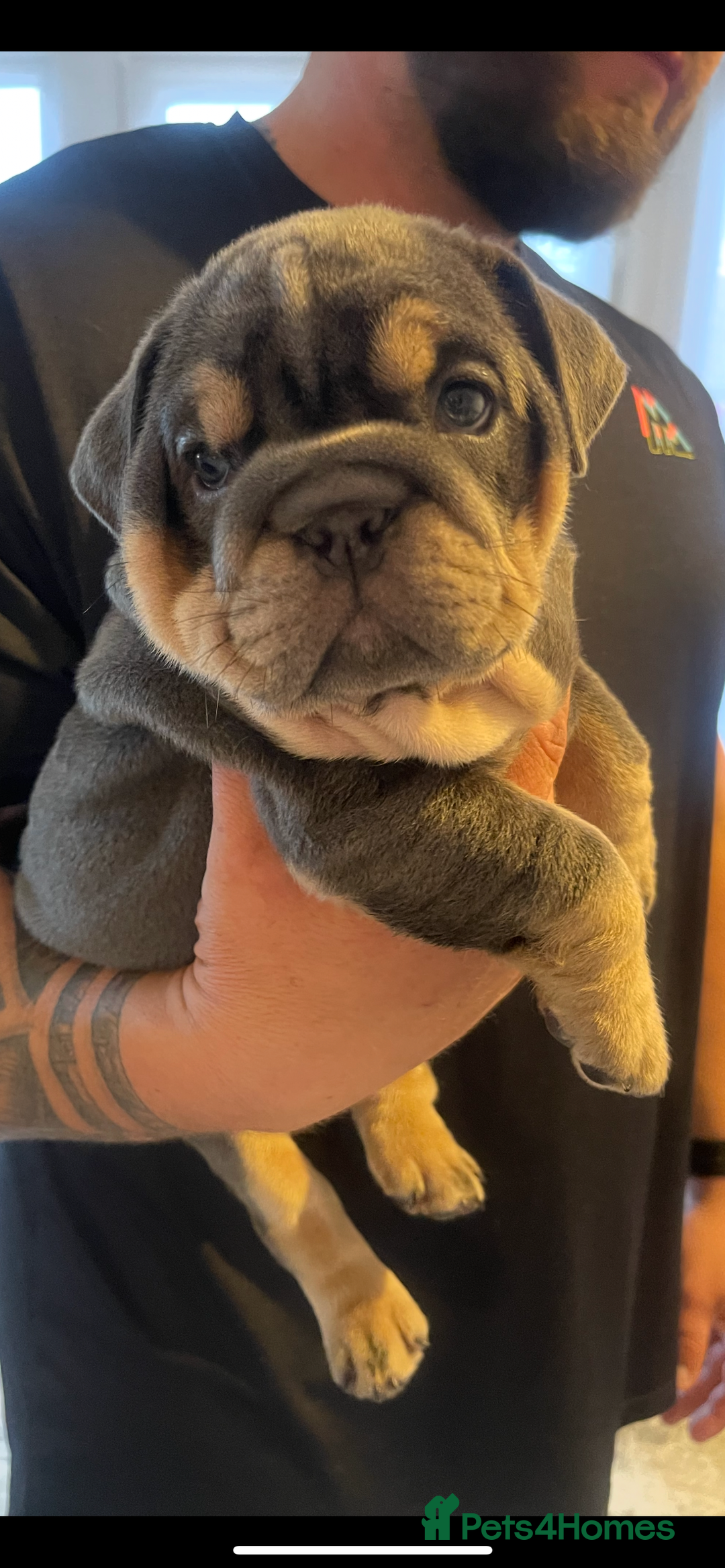 English Bulldog dogs for sale: 10 Top quality English bulldog puppies for sale  - Image 11