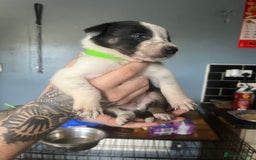 Border Collie dogs for sale: Border collie puppies - Image 20