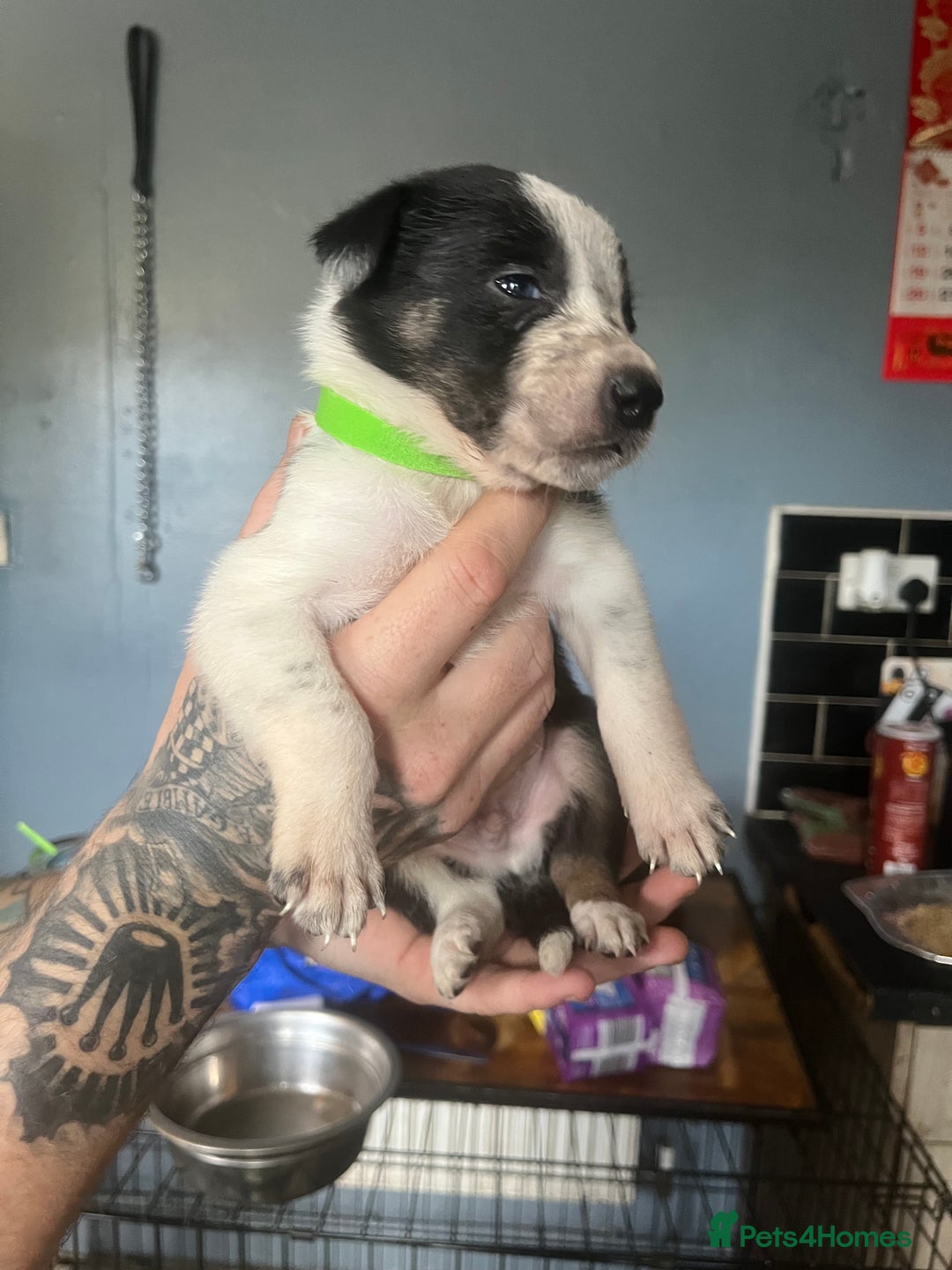 Border Collie dogs for sale: Border collie puppies - Image 20
