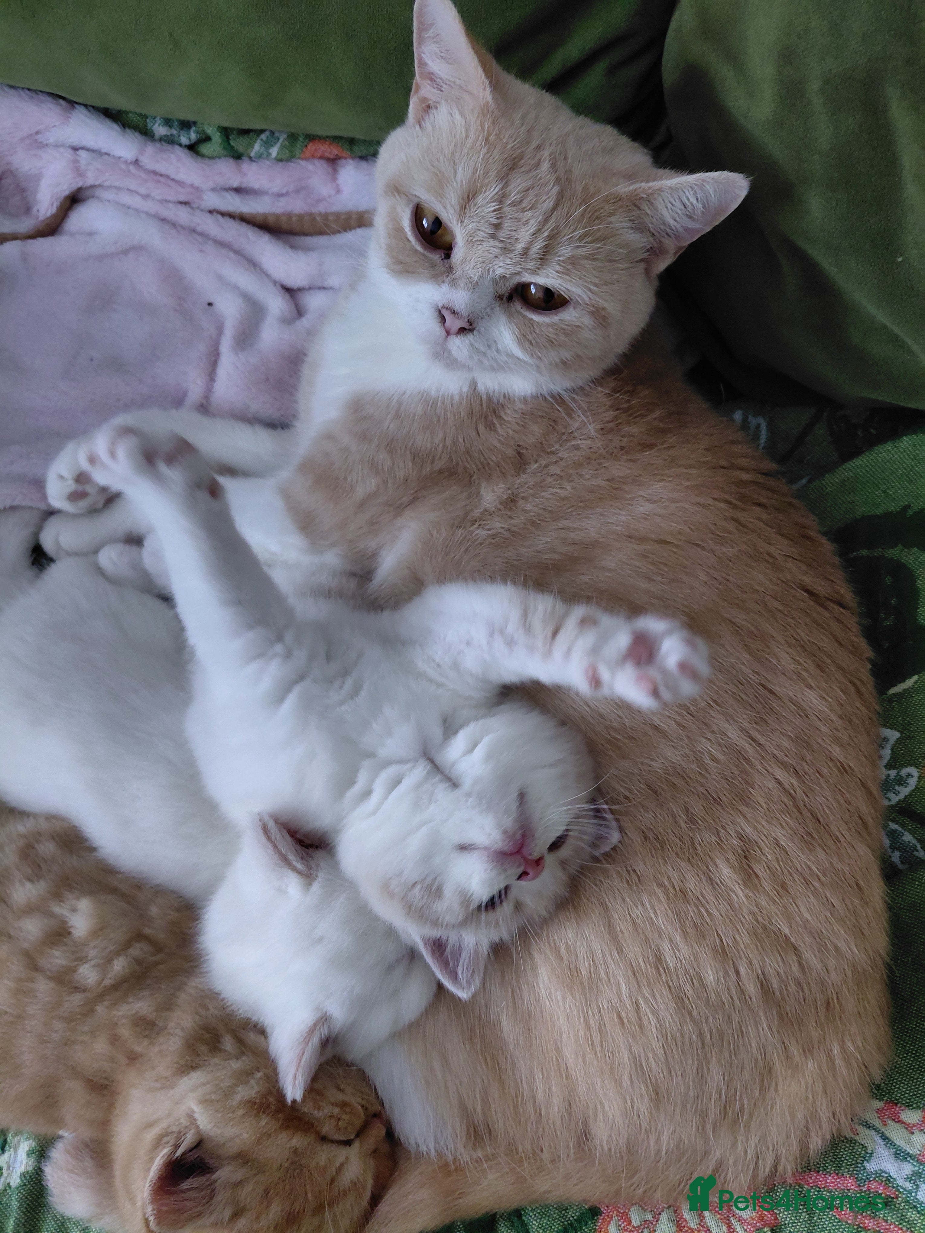 British Shorthair cats British shorthair kittens - Advert 13