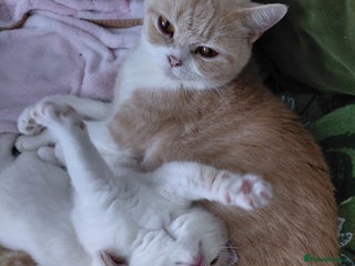 British Shorthair cats British shorthair kittens - Advert 4