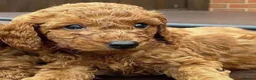 Cockapoo dogs for sale: Adorable cockapoo pups - Advert 4