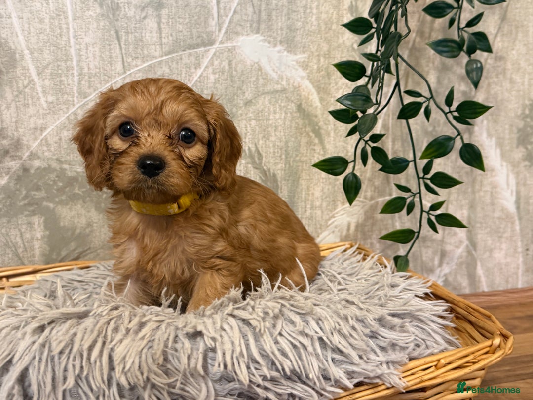 Cavapoo dogs for sale: Beautiful F1 Cavapoos  - Advert 11