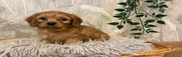Cavapoo dogs for sale: Beautiful F1 Cavapoos  - Advert 27