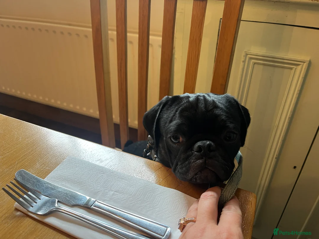 Pug dogs for stud: Stunning black tan male pug for stud  - Advert 5