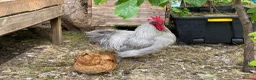 Mixed Breed poultry for sale: Beautiful Friendly Chickens & Rooster for Sale🤍🤎 - Advert 4