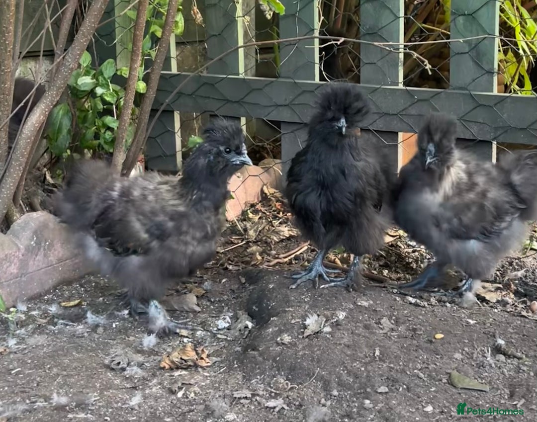 Chickens poultry for sale: Black silkie cockerel  - Image 4