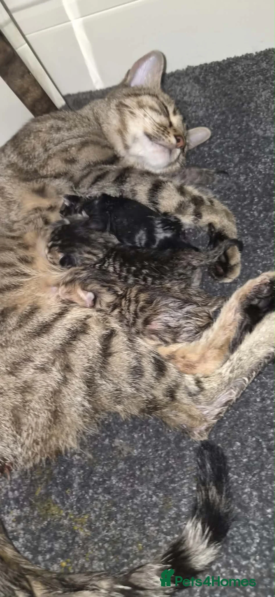 Bengal cats for sale: 5 Bengal x ginger tabby kittens  in Melksham - Advert 1