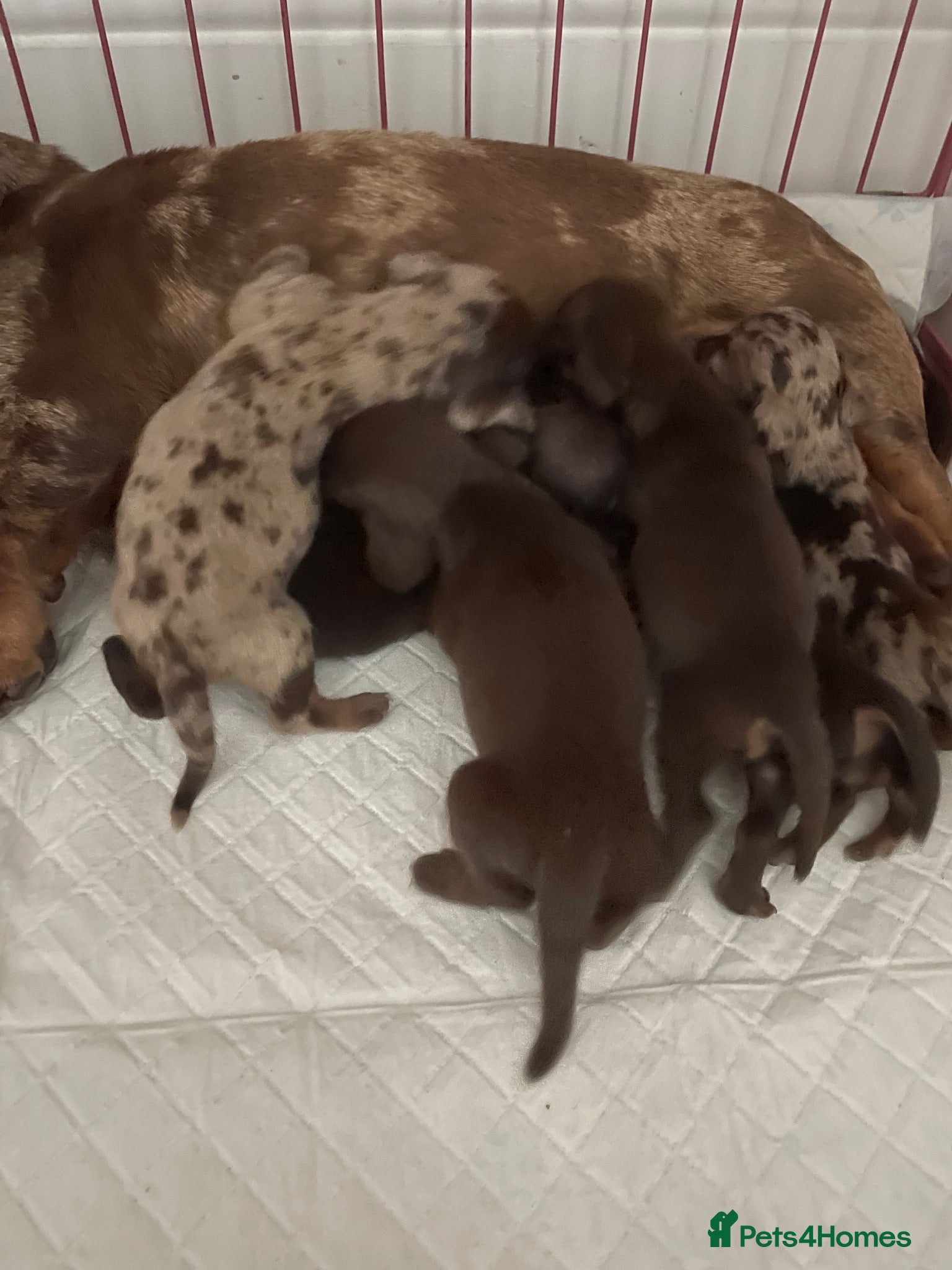 Miniature Dachshund dogs Miniature dachshunds  - Advert 1