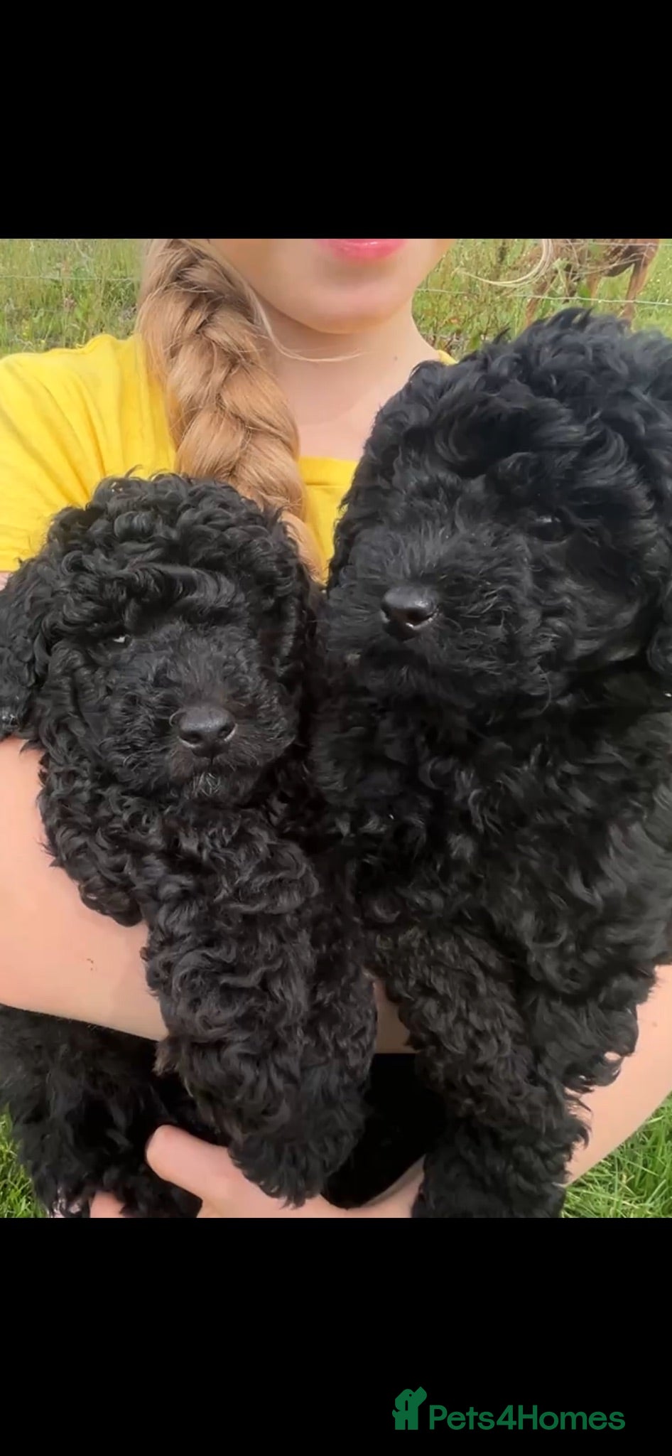 Toy Poodle dogs  tiny toy poodle puppies kc reg  - Advert 13
