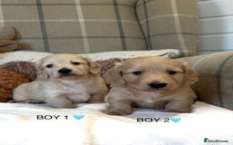 Miniature Dachshund dogs for sale: CREAM MINIATURE DACHSHUNDS💛 - Image 8