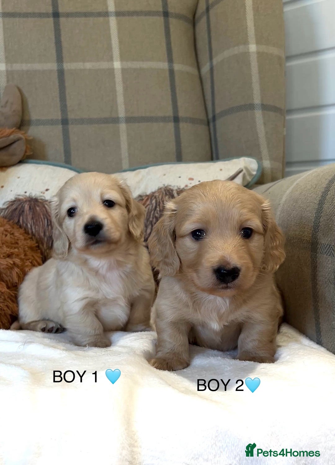 Miniature Dachshund dogs for sale: CREAM MINIATURE DACHSHUNDS💛 - Image 8