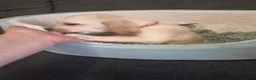 Goldador dogs for sale: Gorgeous F1 Goldador puppies from excellent lines - Advert 26