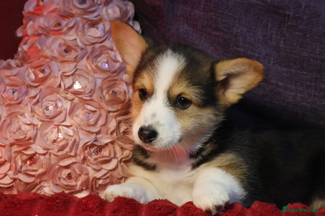 Welsh Corgi Pembroke dogs for sale: Champion bloodlines on both sides, great with kids - Advert 4