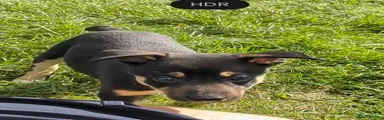 Pup 6