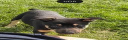 Mixed Breed dogs for sale: Collie/Lurcher puppies for sale - Advert 11
