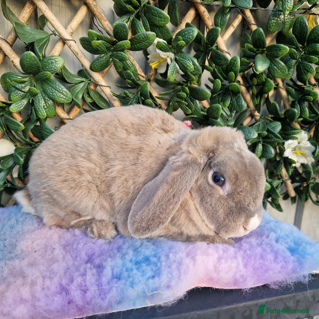 Mini Lop rabbits for sale: miniture plush lop adult doe!!!!!  - Advert 1