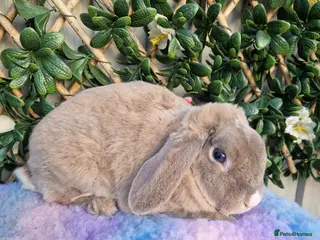 Mini Lop rabbits for sale: miniture plush lop adult doe!!!!! - Advert 2