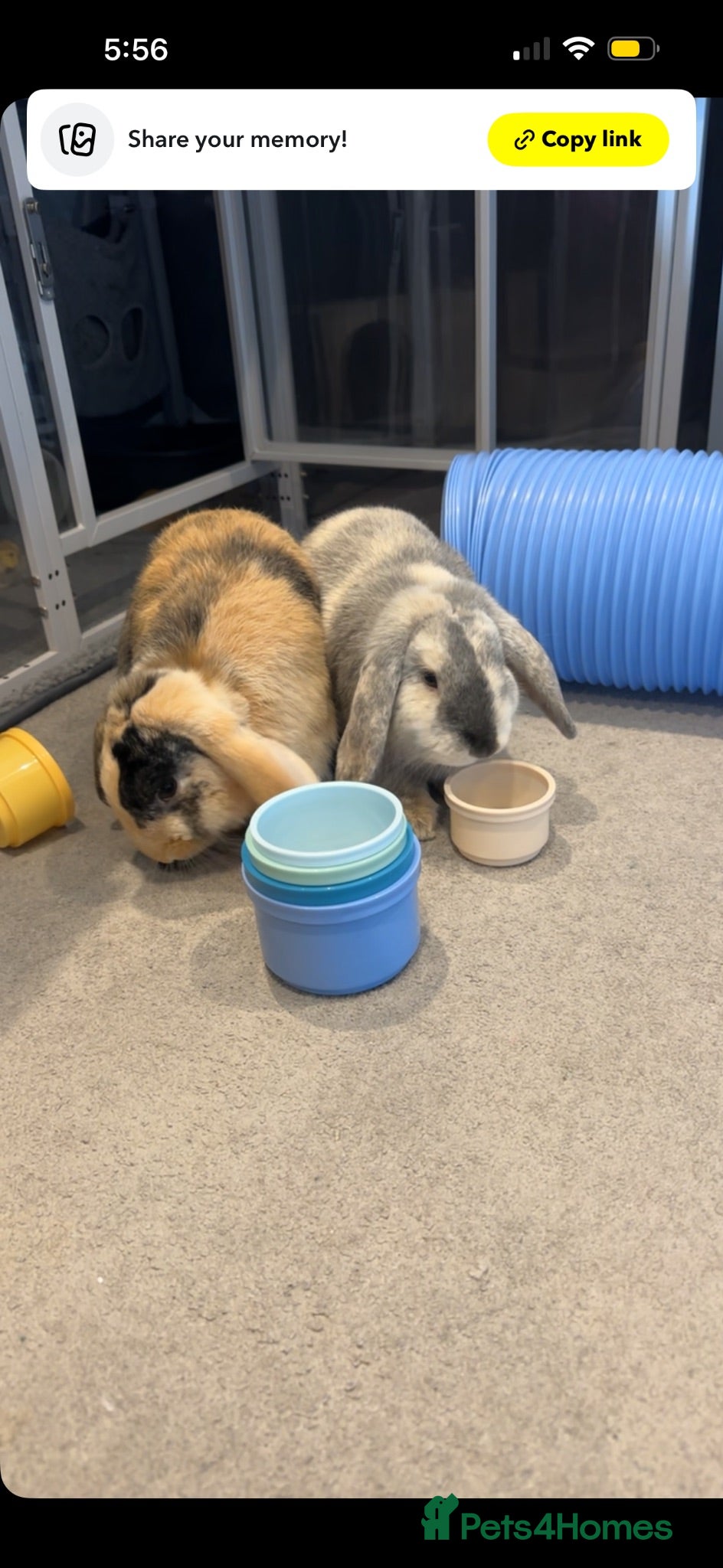 Mixed Breed rabbits  rehoming due to a broken bond - Advert 3