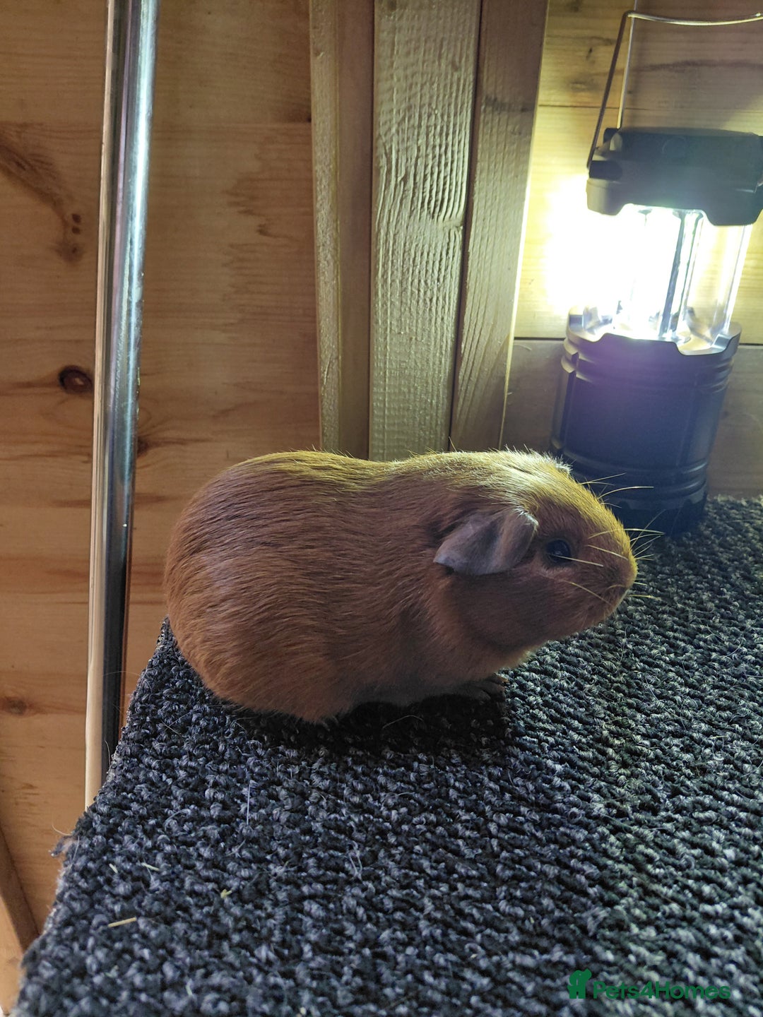 Guinea Pig rodents for sale: Assorted Pure breed guinea pigs - Advert 7