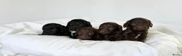 Cockapoo dogs for sale: 🐾 beautiful cockerpoo puppies  in Amersham - Advert 8