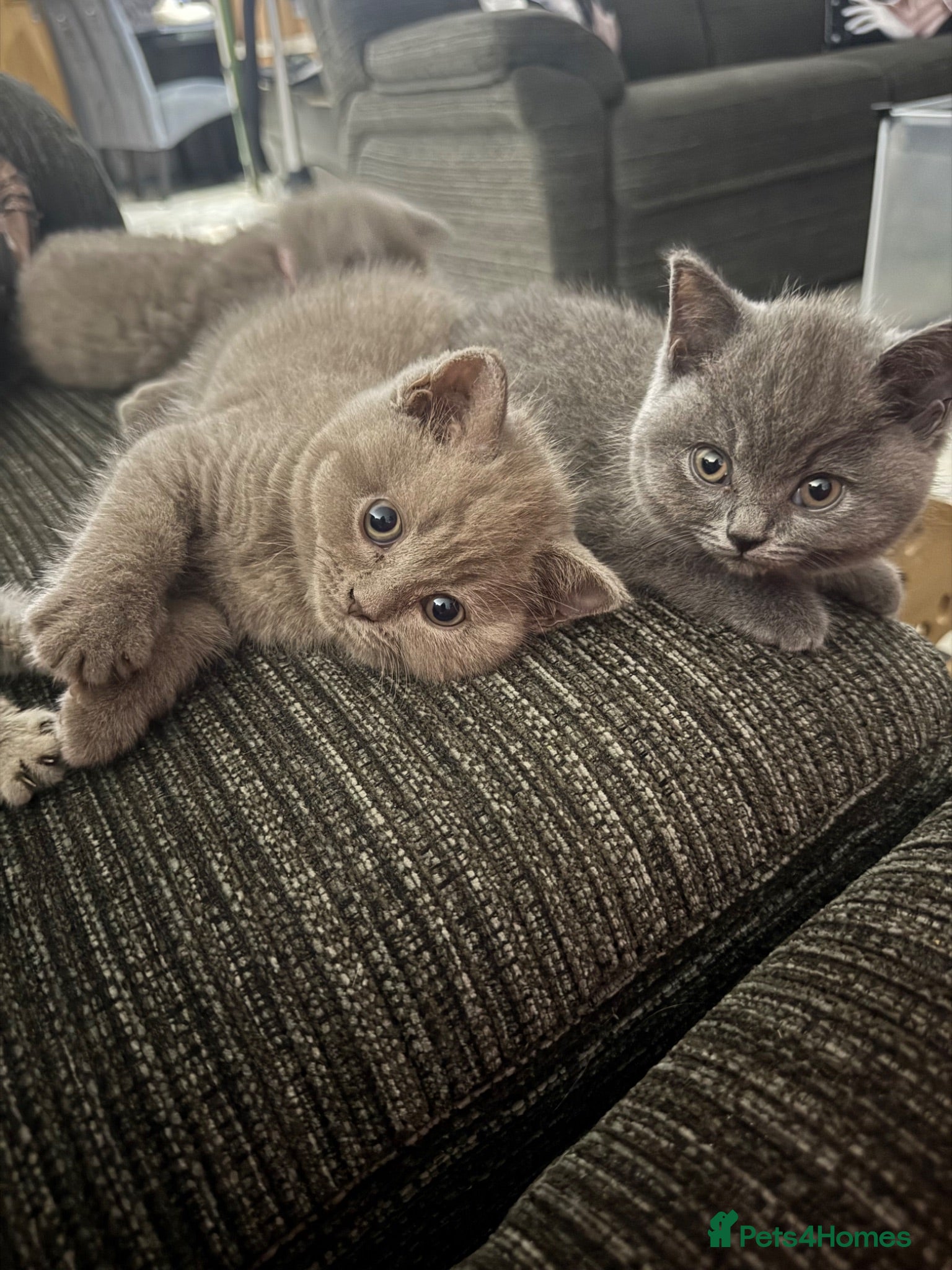 British Shorthair cats British shorthair  - Advert 2