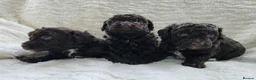 Cavapoo dogs for sale: DNA Tested Chocolate F1b Cavapoos. 2 Boys & 1 Girl - Advert 9