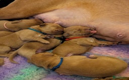 Labrador Retriever dogs for sale: Licensed Breeder Fox Red Labradors  - Image 7